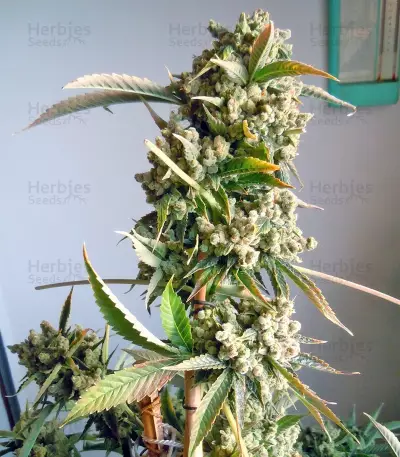Laughing Buddha feminisierte Samen (Barney’s Farm)