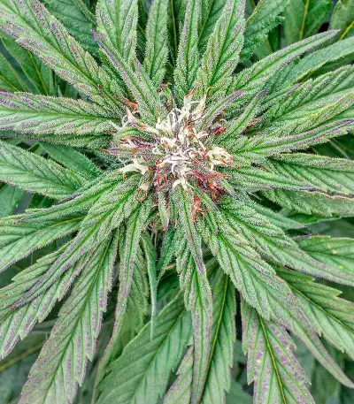Master Kush (Humboldt Seeds Organization) Cannabis-Samen