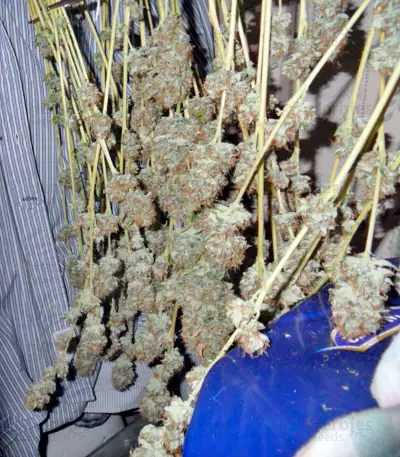 Mazar X Great White Shark (World of Seeds) Cannabis-Samen