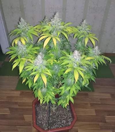 Mazar regular (Dutch Passion) Cannabis-Samen