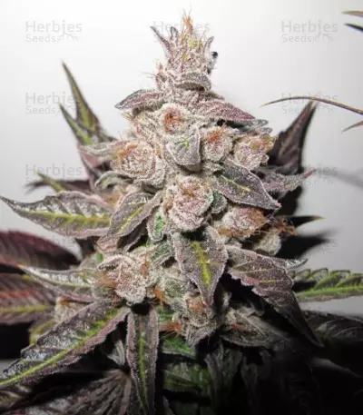 Mendocino Purple Kush (Medical Seeds) Cannabis-Samen
