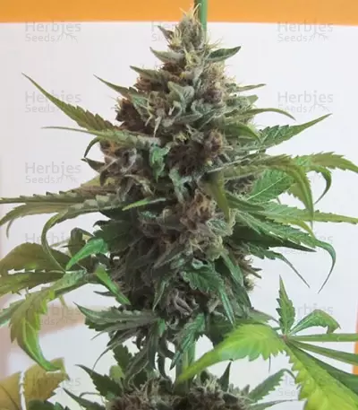 Mendocino Purple Kush (Medical Seeds) Cannabis-Samen