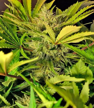 S.A.D. Sweet Afgani Delicious Auto (Sweet Seeds) Cannabis-Samen