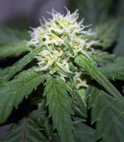 Tangie'matic Auto feminisierte Samen (Fast Buds)