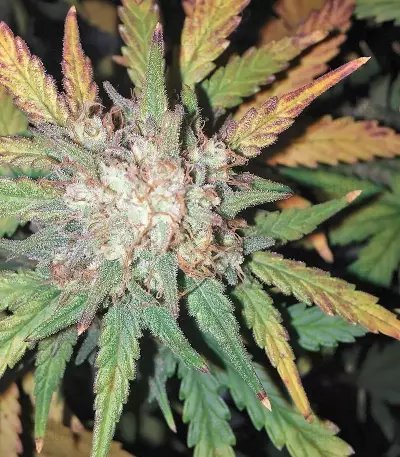 West Coast O.G. Auto (Fast Buds) Cannabis-Samen