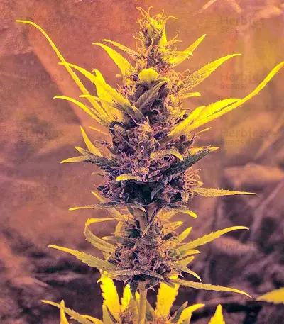 White Widow XXL Autoflowering (Dinafem Seeds) Cannabis-Samen