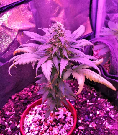 Amnesia (World of Seeds) Cannabis-Samen