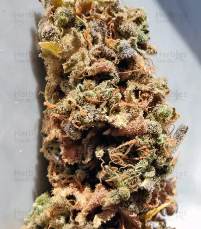 Cream Caramel (Sweet Seeds) Cannabis-Samen