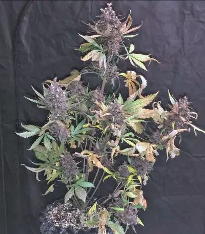 Devil Cream Auto (Sweet Seeds) Cannabis-Samen