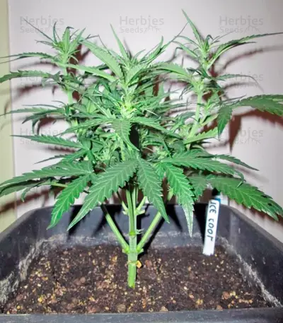Ice Cool Auto (Sweet Seeds) Cannabis-Samen