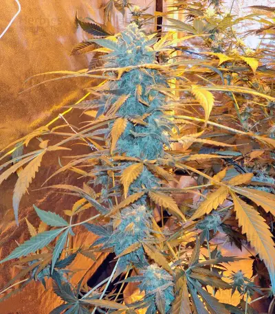 K-Train (GHS) Cannabis-Samen