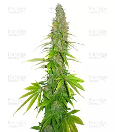 Double White (Sweet Seeds) Cannabis-Samen