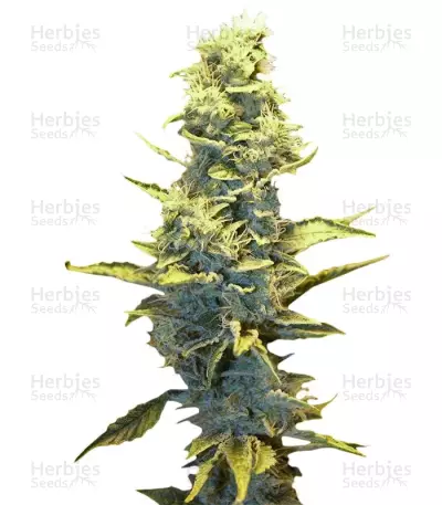 Fruit Autoflowering (Dinafem Seeds) Cannabis-Samen
