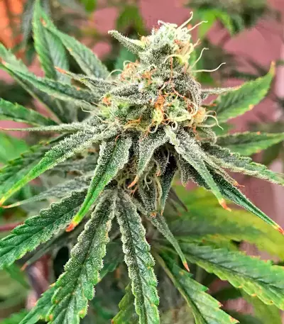 Strawberry Cake (Heavyweight Seeds)