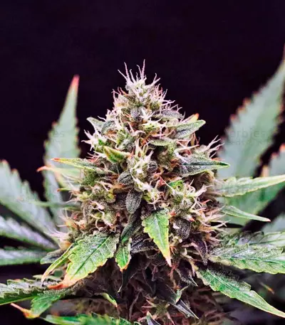 Sweet Skunk F1 Fast Version (Sweet Seeds) Cannabis-Samen