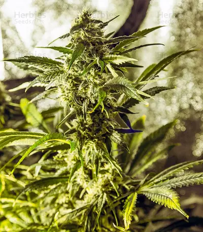 White Widow regular (Dutch Passion) Cannabis-Samen