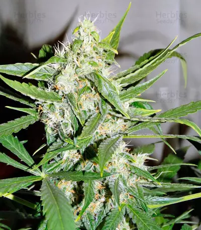 Auto Wembley (Pyramid Seeds) Cannabis-Samen