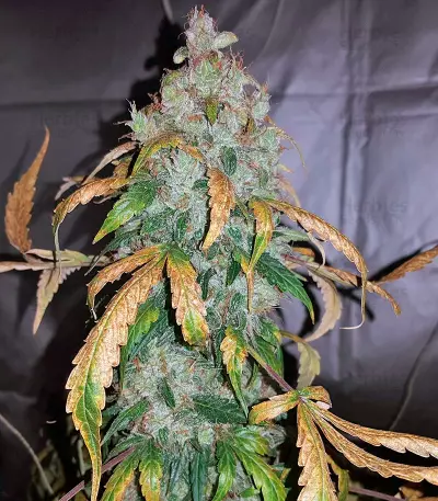 Auto White Widow (Pyramid Seeds) Cannabis-Samen