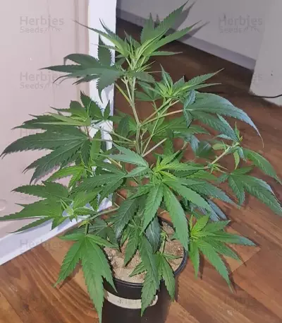 Kali & the Chocolate Factory (KFC Seeds) Cannabis-Samen