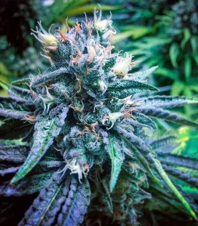 Master Kush (Nirvana Seeds) Cannabis-Samen