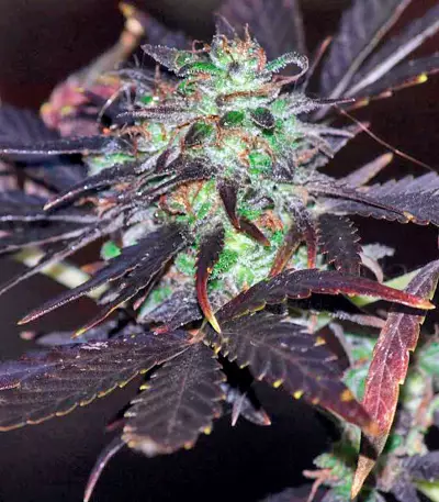 Moby Dick #2 (Dinafem Seeds) Cannabis-Samen