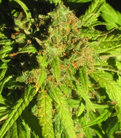 Royal Critical Automatic (RQS) Cannabis-Samen