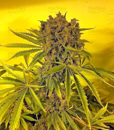 Satori regular (Mandala Seeds) Cannabis-Samen