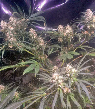 Swiss Cheese (Nirvana Seeds) Cannabis-Samen