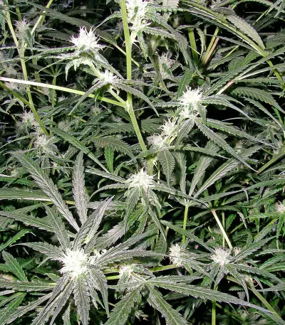 Trainwreck regular (Humboldt Seeds Organization) Cannabis-Samen