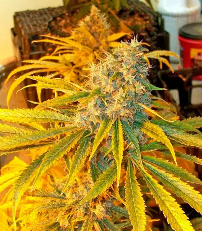 Yumbolt 47 (World of Seeds) Cannabis-Samen