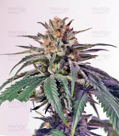 CBD Critical Cure (Barney's Farm) Cannabis-Samen