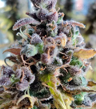 Cream Caramel (Sweet Seeds) Cannabis-Samen