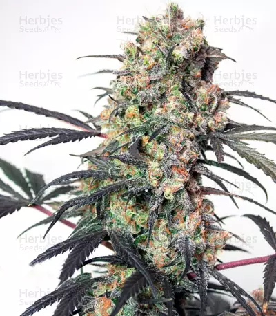 Passion Fruit (Dutch Passion) Cannabis-Samen