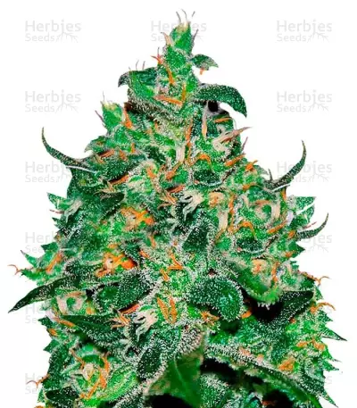 Critical Jack Herer Auto (Delicious Seeds) Cannabis-Samen