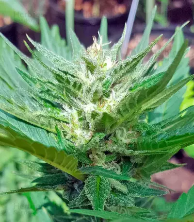 Colombian Gold (World of Seeds)