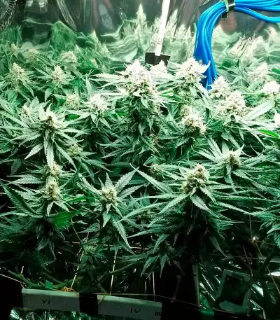 Fruit Punch (Heavyweight Seeds) Cannabis-Samen