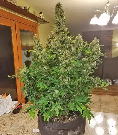 GG#4 Original Glue Auto feminisierte Samen (Fast Buds)