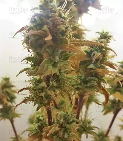 Girl Scout Cookies Auto (Fast Buds) Cannabis-Samen