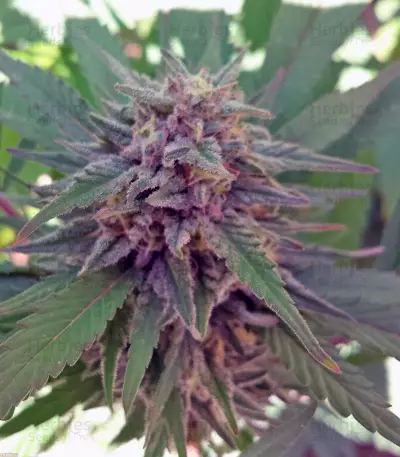Sweet Cheese F1 Fast Version (Sweet Seeds) Cannabis-Samen