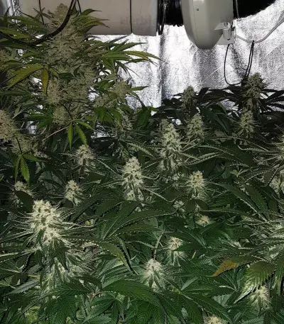 Amnesia (Vision Seeds) Cannabis-Samen