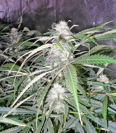 AK-47 (Serious Seeds) Cannabis-Samen