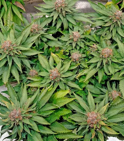 Blue Widow cannabis strain