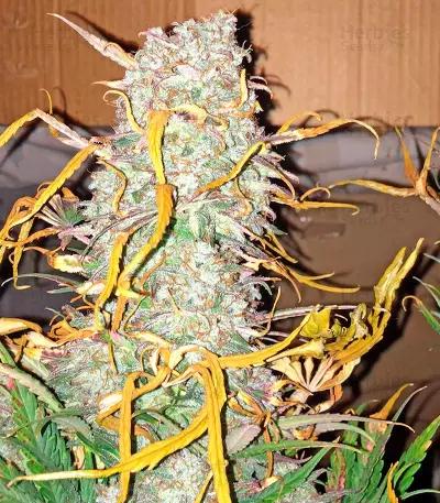 Critical Jack Autoflowering (Dinafem Seeds) Cannabis-Samen