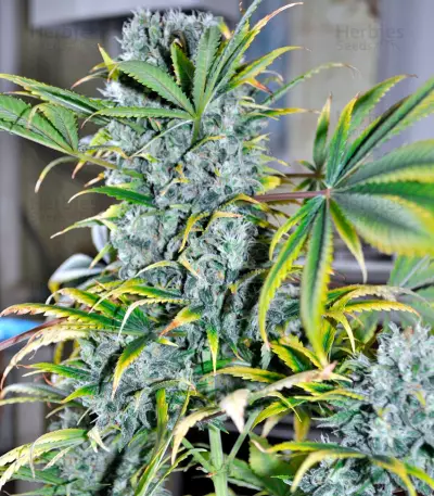 Damnesia (Strain Hunters)