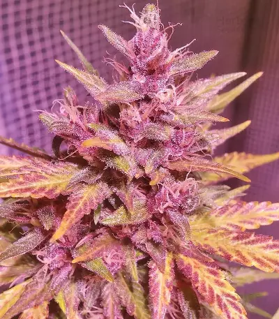 Fastberry Auto (Fast Buds) Cannabis-Samen