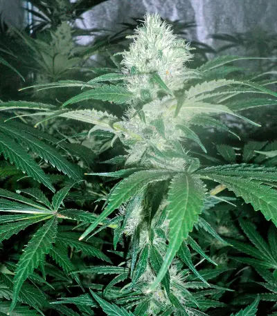 OG Kush regular (Humboldt Seeds Organization) Cannabis-Samen