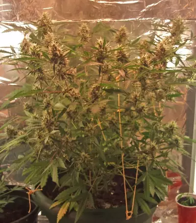 Royal Dwarf Auto (RQS) Cannabis-Samen