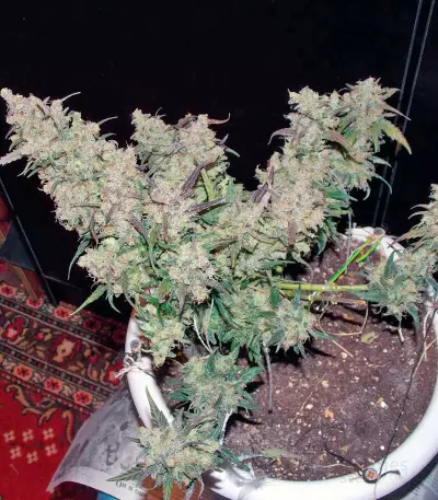 S.A.D. Sweet Afgani Delicious Auto (Sweet Seeds) Cannabis-Samen