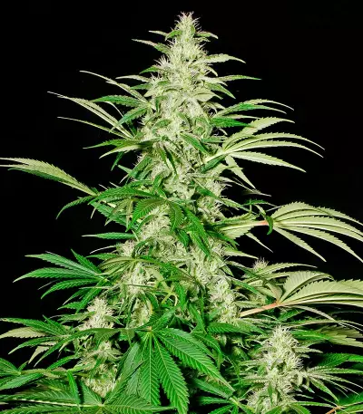 White Russian (Serious Seeds) Cannabis-Samen