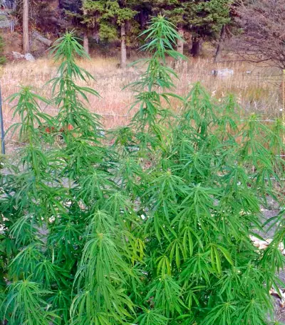 Wonder Woman (Nirvana Seeds) Cannabis-Samen